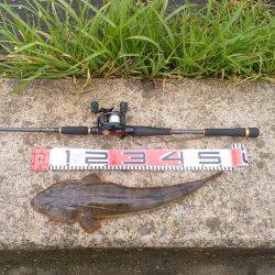 マゴチ好調 続報