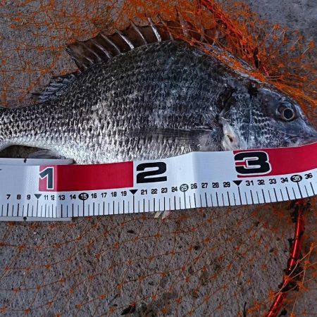 最近調子が良いので、フカセでチヌ狙い！