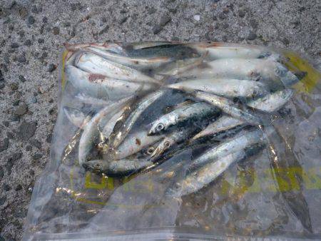 ルアー　エギング