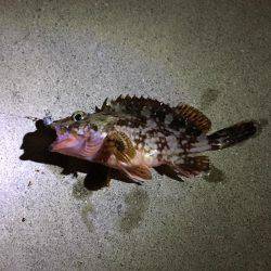 カサゴゲット！