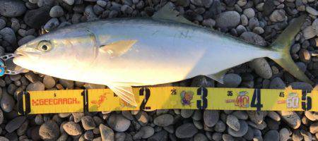 煙樹ヶ浜でハマチ