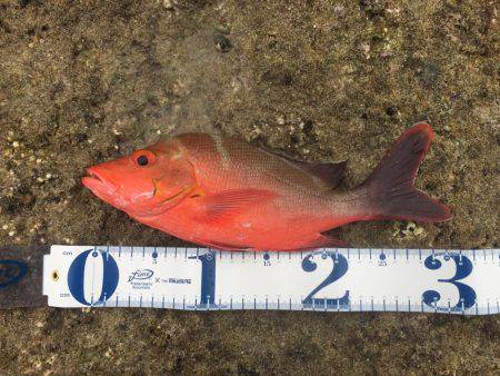 久米島リーフエッジ