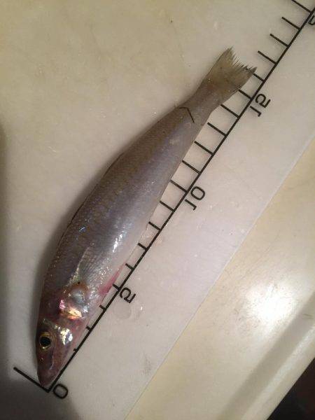 ライトライトライト