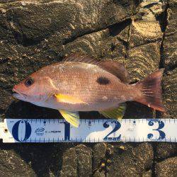 南紀 ショアジギング