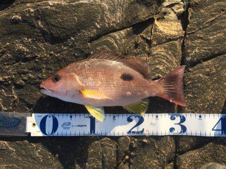 南紀 ショアジギング