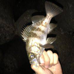 快釣メバリング