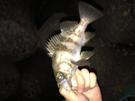 快釣メバリング