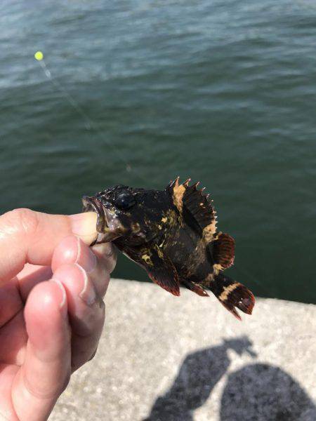 回遊は見られず