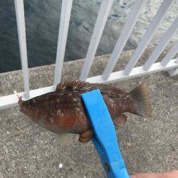 久しぶりのちょい投げ