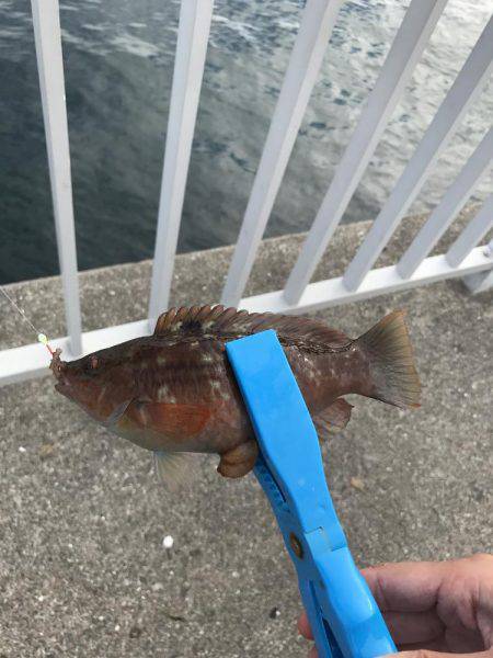 久しぶりのちょい投げ