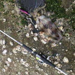 初のアオリイカ