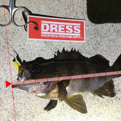 ポツポツ当たりました。