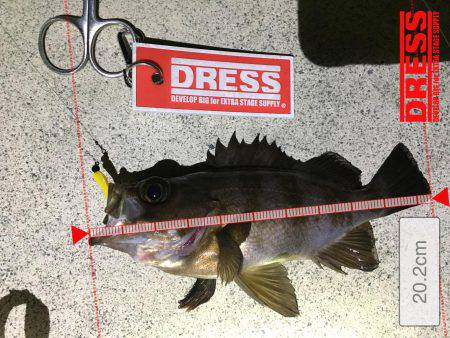 ポツポツ当たりました。