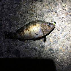 ベイトが湧くも