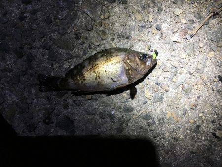 ベイトが湧くも