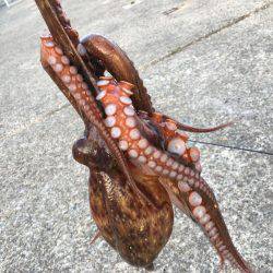 イカではなくてタコ