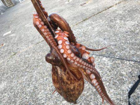 イカではなくてタコ