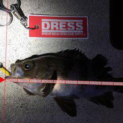 メバルも終盤か?