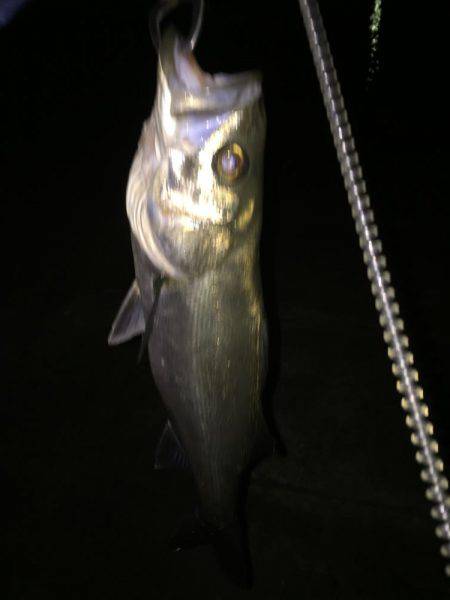 確かメバルを釣りに来たはずなのに…