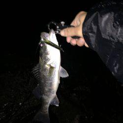 鈴鹿川河口シーバス調査