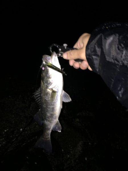 鈴鹿川河口シーバス調査