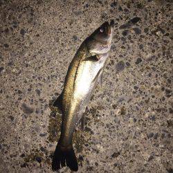 霞周辺シーバス