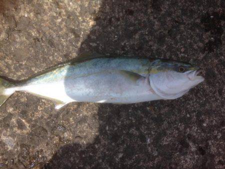 ハマちゃんエソつー