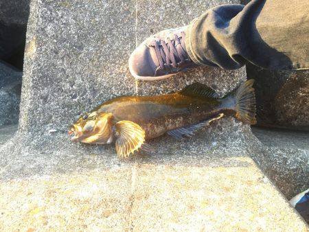 穴釣りアイナメ再び