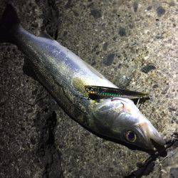 霞周辺シーバス調査