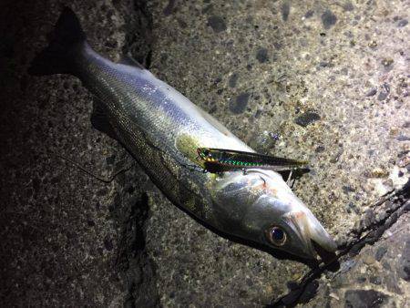 霞周辺シーバス調査