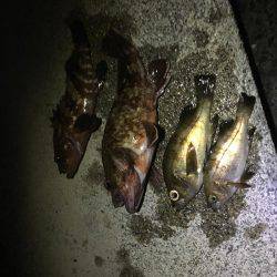 鯵はいないけど