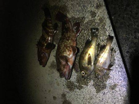 鯵はいないけど