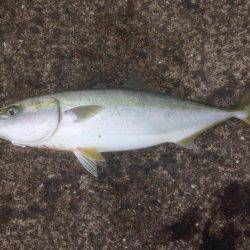 GW最終 はまちゃん2