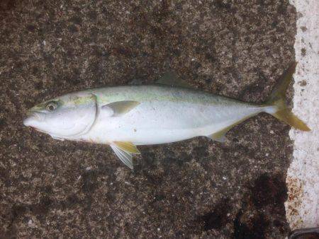 GW最終 はまちゃん2