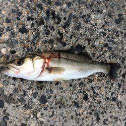 ゴールデンウィークラスト釣行