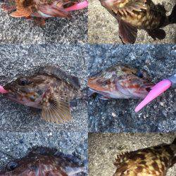 ライトワインドでガシラ