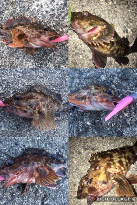 ライトワインドでガシラ