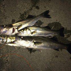 河川のボイル打ち