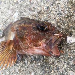 神戸沖堤防でライトワインド