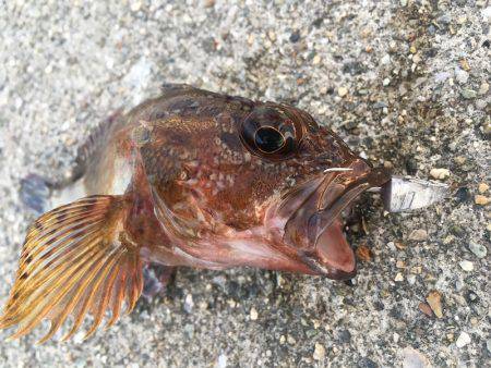 神戸沖堤防でライトワインド