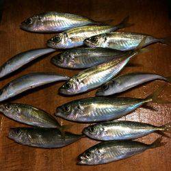 アジ釣り②