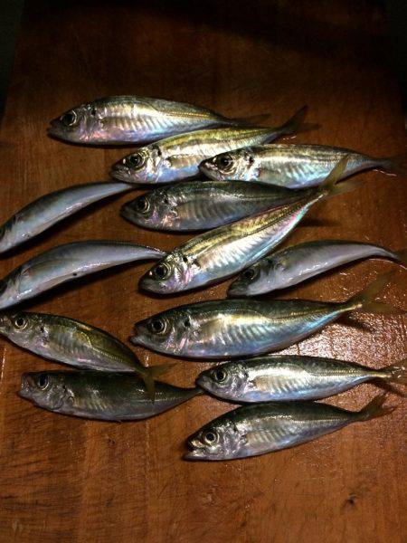 アジ釣り②