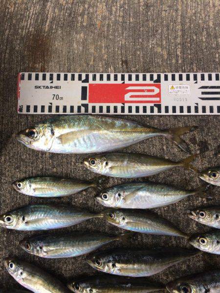アジ釣り③