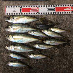 アジ釣り④