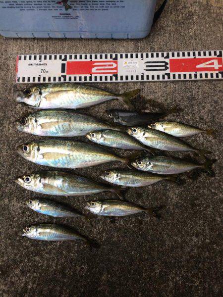 アジ釣り④