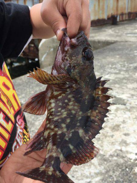 エギングからのガッシー