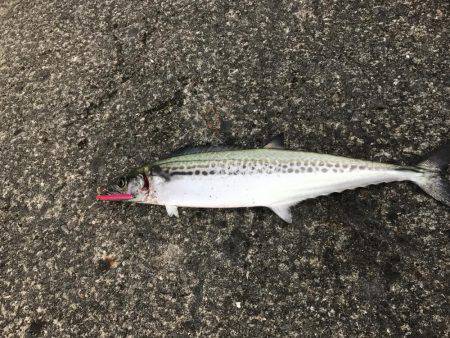 久しぶりのワインド！