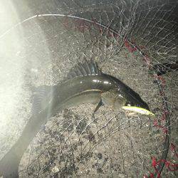 神戸湾奥バチパターン好調