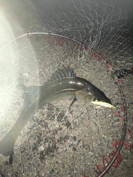 神戸湾奥バチパターン好調