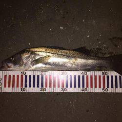 シーズンインの兆し